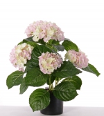 Hortensia 36cm wit roze